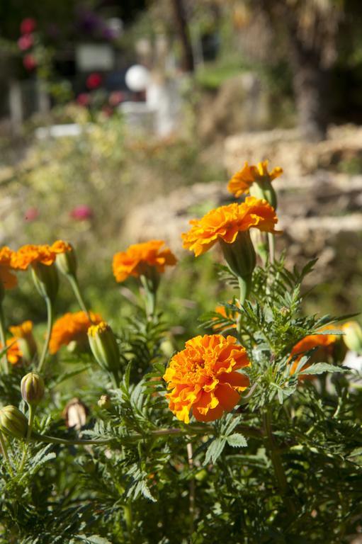 Maria'S Paradise Astrakeri Dış mekan fotoğraf